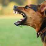 Advice on Dog Training For Aggressive Dogs