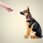 Clicker Training For Dogs You Can Count On