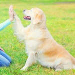 Tips For Helpful Pet Training Tricks