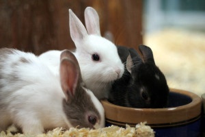 Three Bunny, one white, one black, and one mixed color, are gathered around a bowl, with the black Bunny partially inside it. Pet owners understand that moments like these are part of the joy of caring for Bunny.