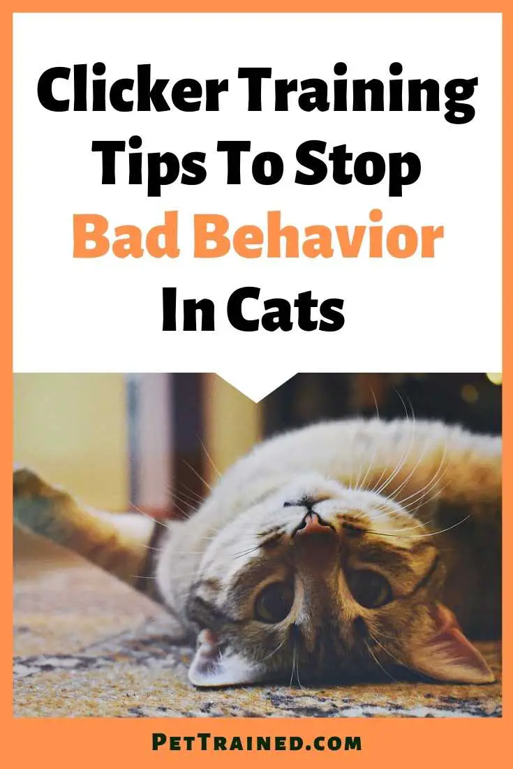 Cat Clicker Training Tips To Stop Bad Behavior from today