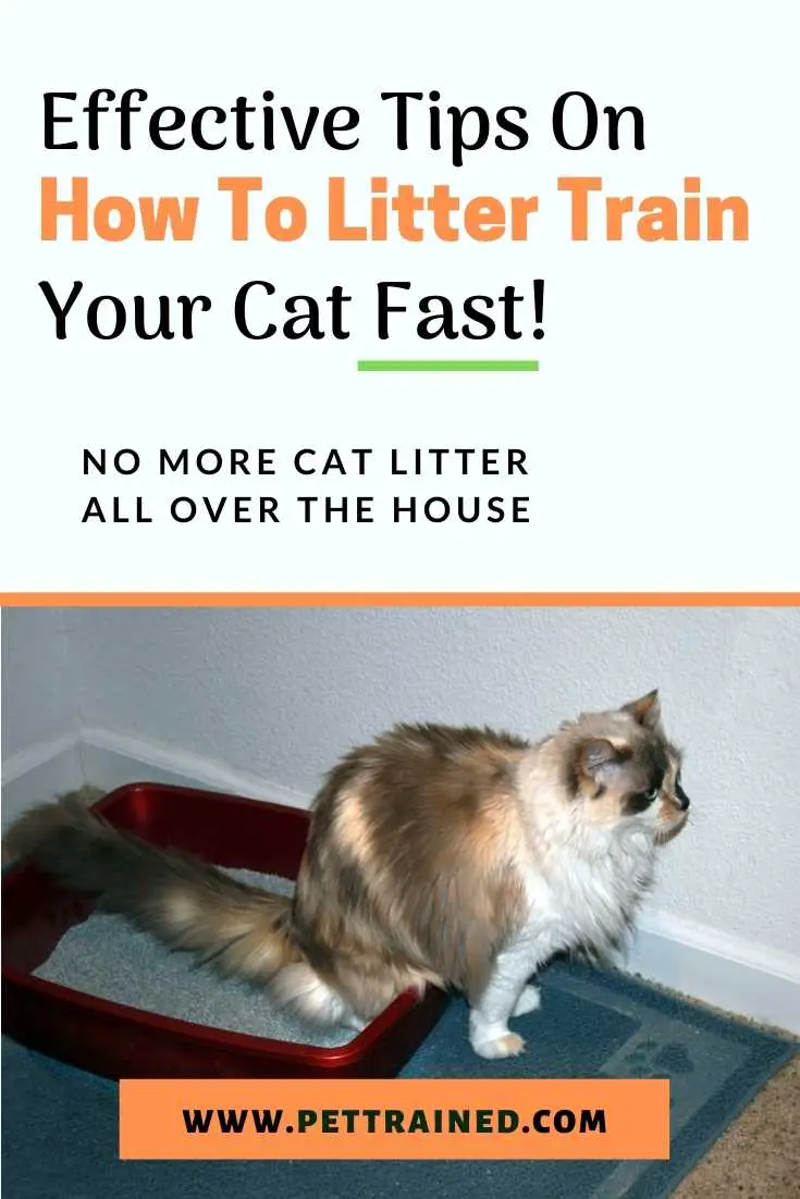 How to litter train a cat quickly