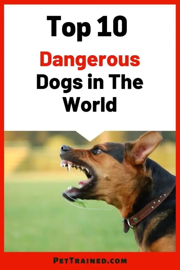 Top 10 dangerous dogs in the world today