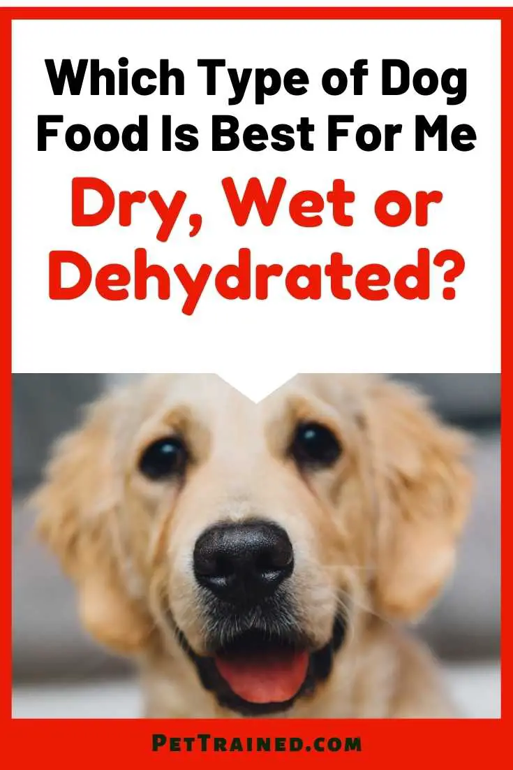 Which Type of Dog Food Is Best Dry Wet