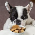 Which Type of Dog Food Is Best? Dry or Wet?