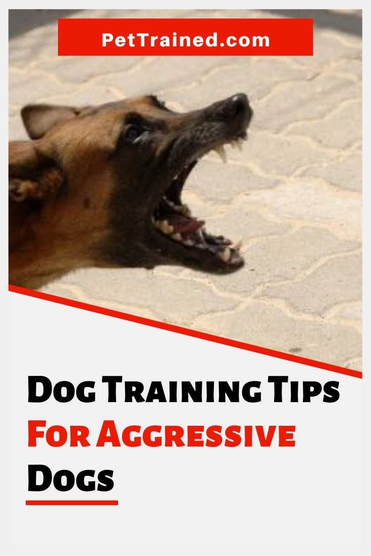 dog training tips on how to train an aggressive dog