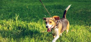 Hot Weather Tips For Dogs