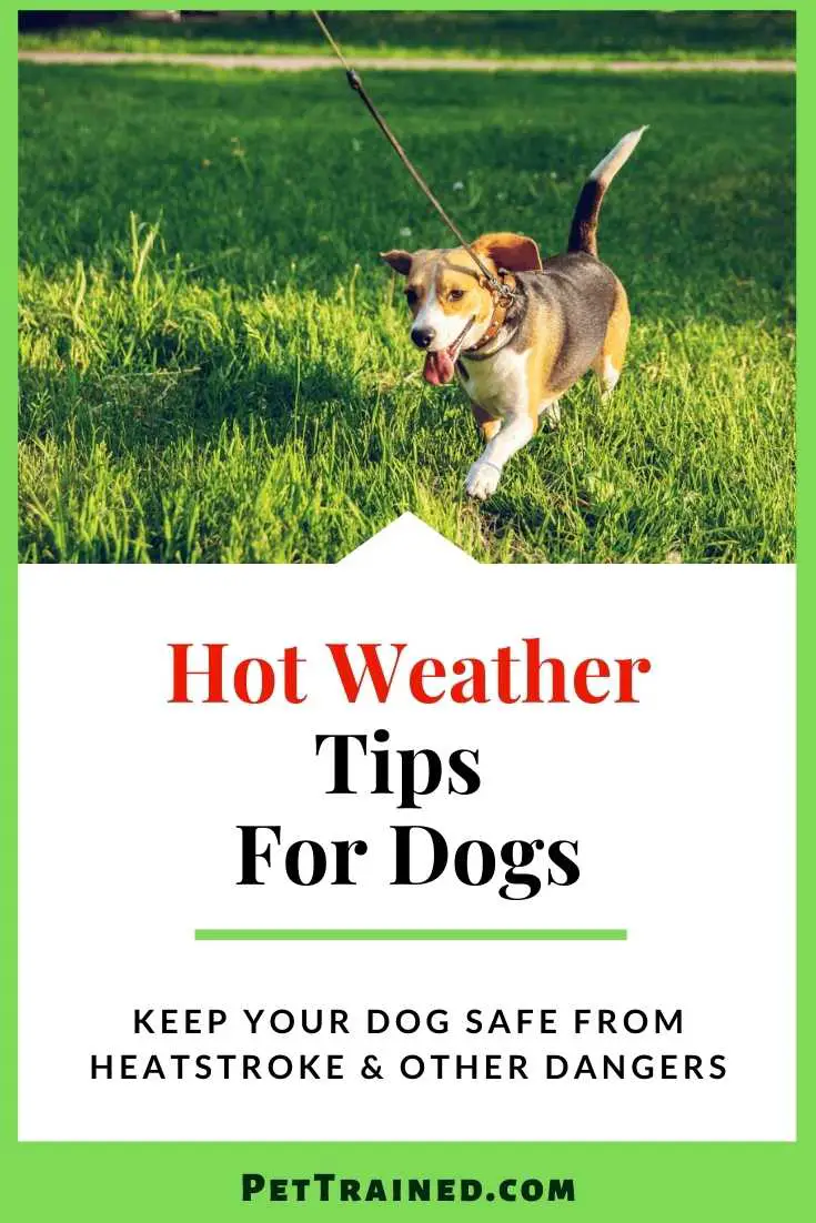 Hot weather tips for dogs and puppies