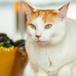 7 Step Guide On How to Help Your Cat Lose Weight
