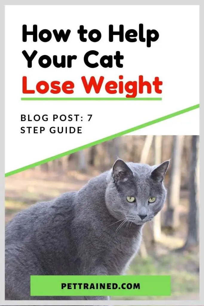 How to Help Your Cat Lose Weight in seven steps
