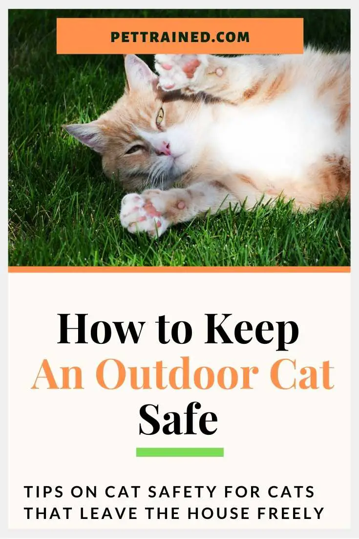 How to keep an outdoor cat safe from danger