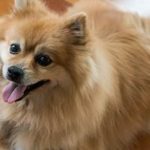 How to Take Care of a Pomeranian Puppy