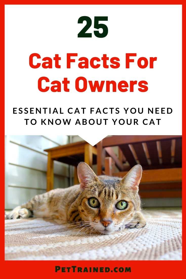 cat facts for cat owners who love cats