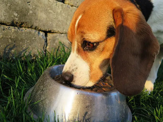 Learn how to calm a restless dog at night with food