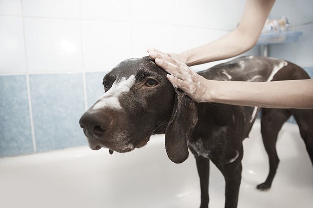 Best Dog Shampoo For Allergy Sufferers