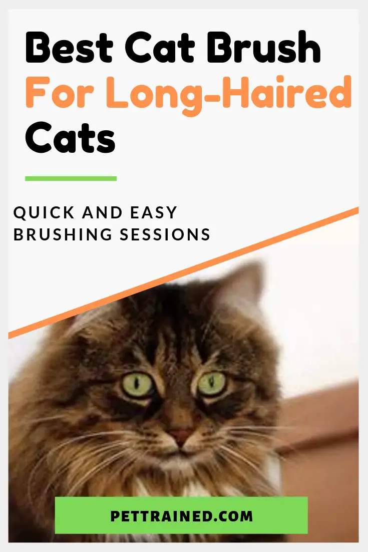Best Cat Brush For Long-Haired Cats