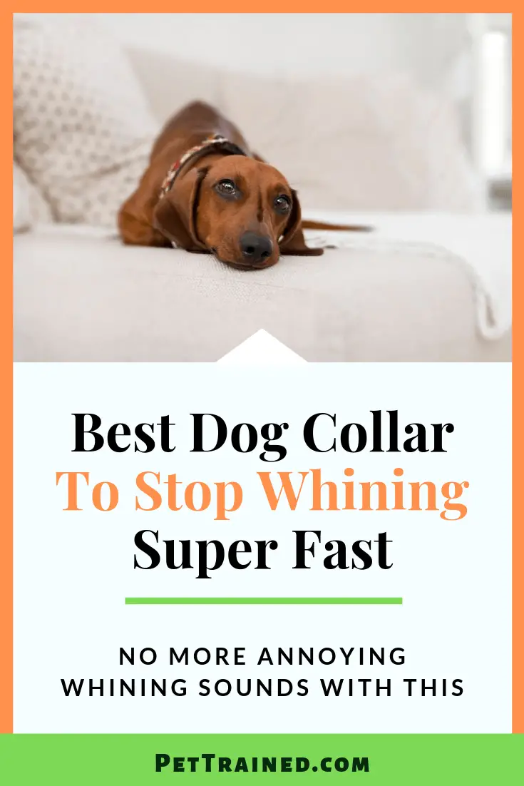 Best Dog Collar To Stop Whining