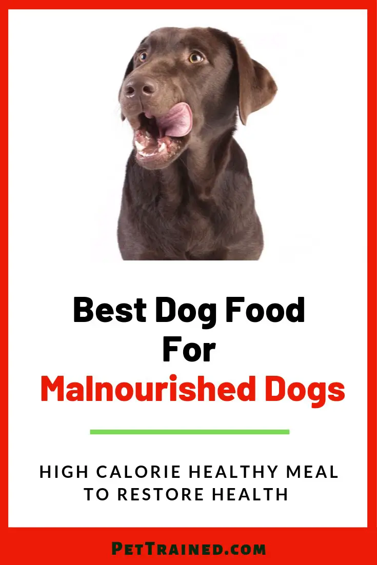 Best Dog Food For Malnourished Dogs