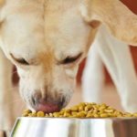 Best Dog Food For Malnourished Dogs