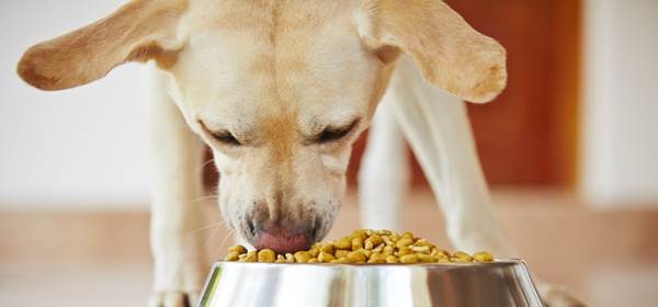 Best dog food for malnourished dogs