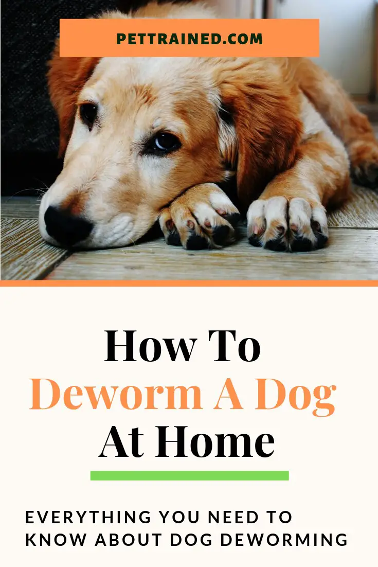 How To Deworm A Dog At Home