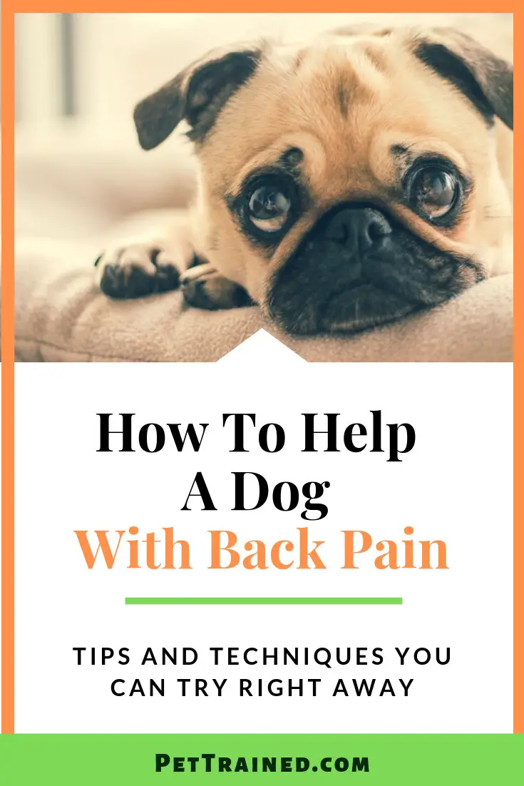 How To Help A Dog With Back Pain