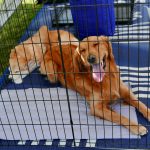 Best Dog Crates For Dog With Separation Anxiety