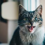 How To Get Rid Of Bad Breath In A Cat