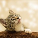 8 Tips On Feeding A Kitten For Great Health