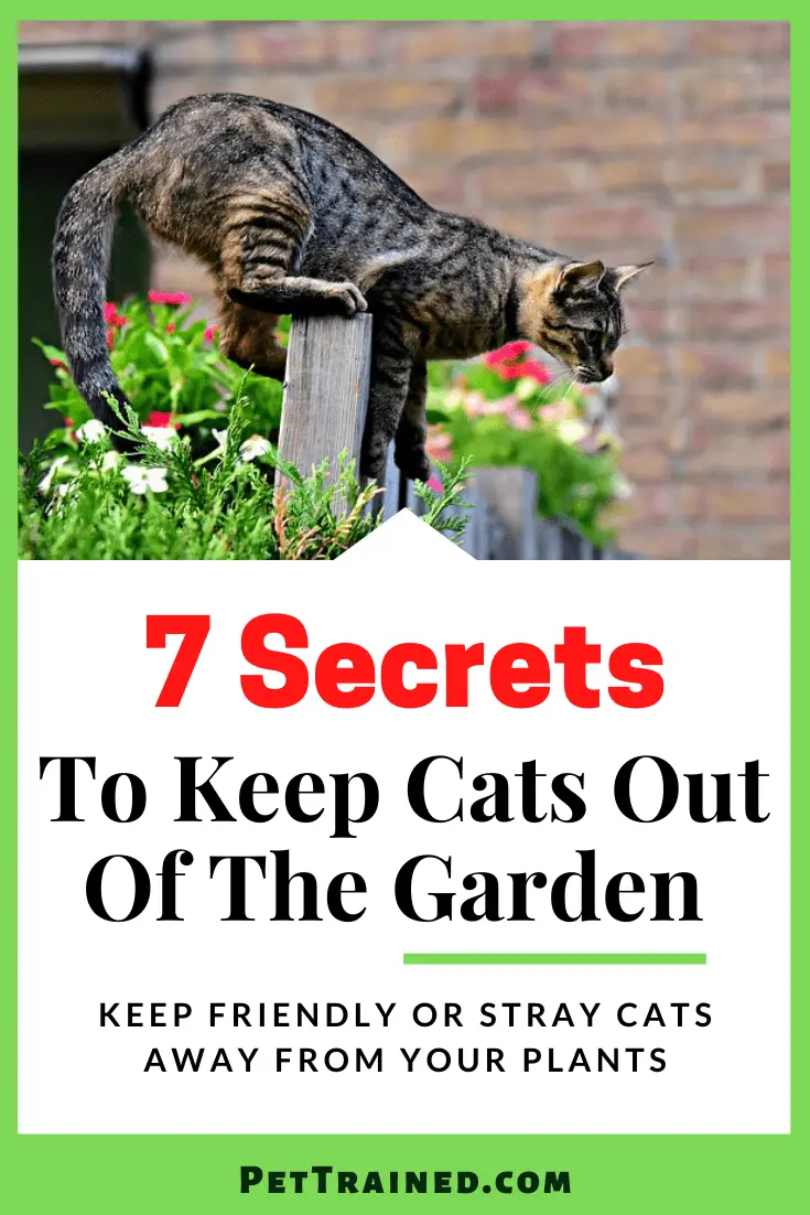 7 Secrets To Keep Cats Out Of The Garden