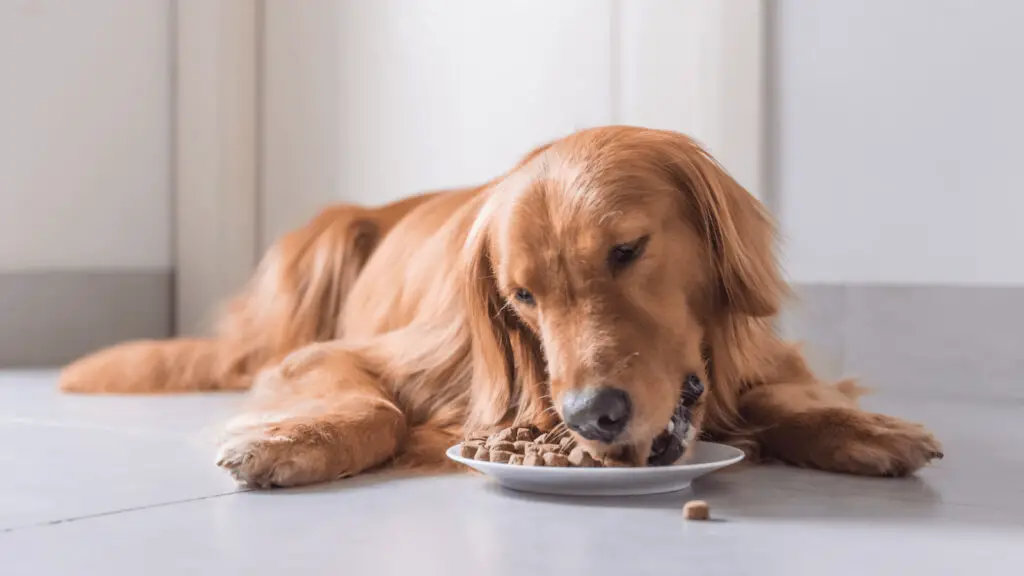 Dog Food Fish: The Ultimate Guide to Fishy Nutrition for Your Canine Companion