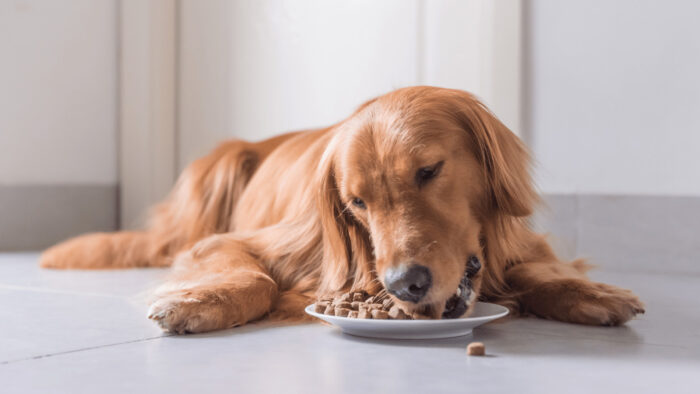 5 Benefits of Fish-Based Dog Food - Pet Trained