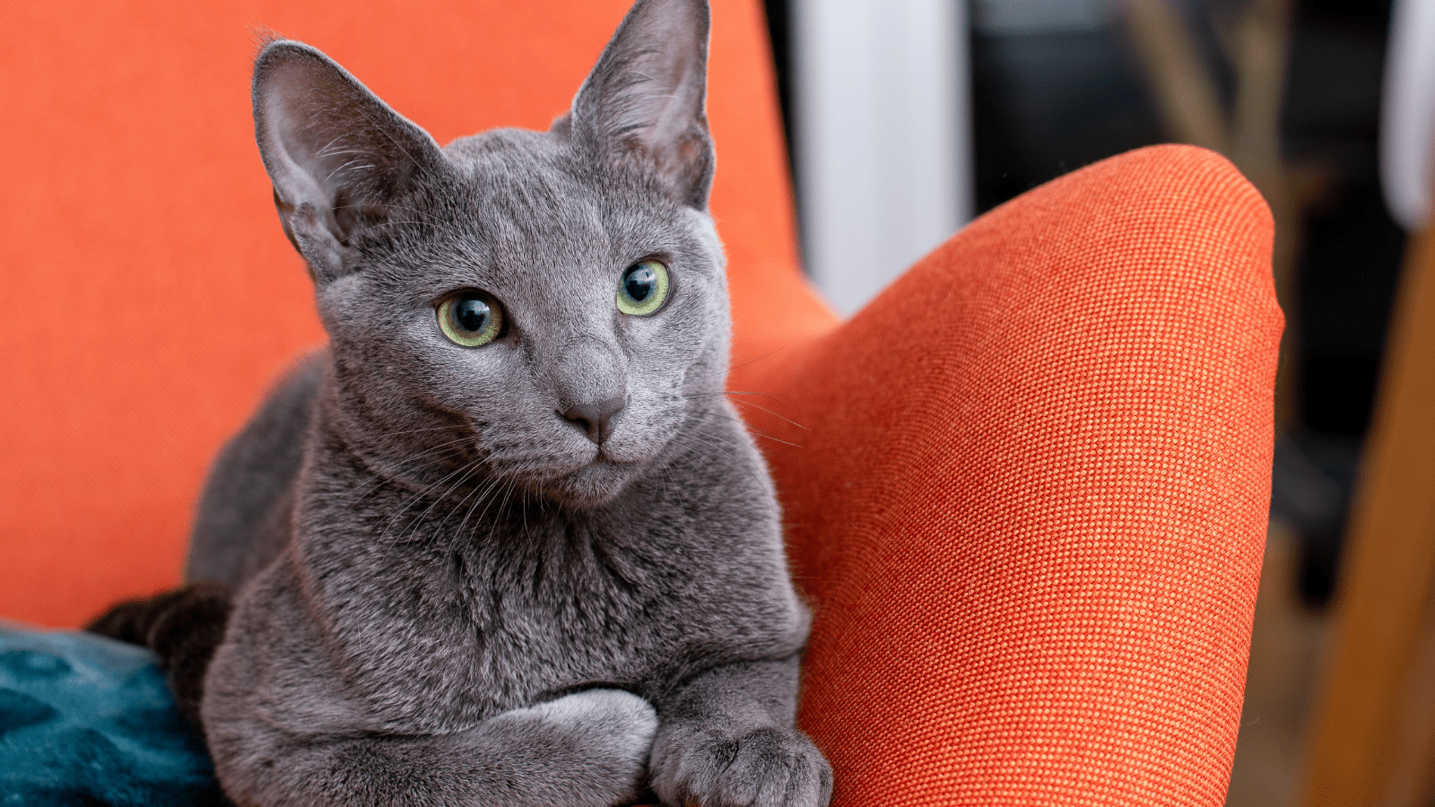 Do Russian Blue cats cause allergies