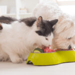 10 Holiday Foods That Are Dangerous For Pets