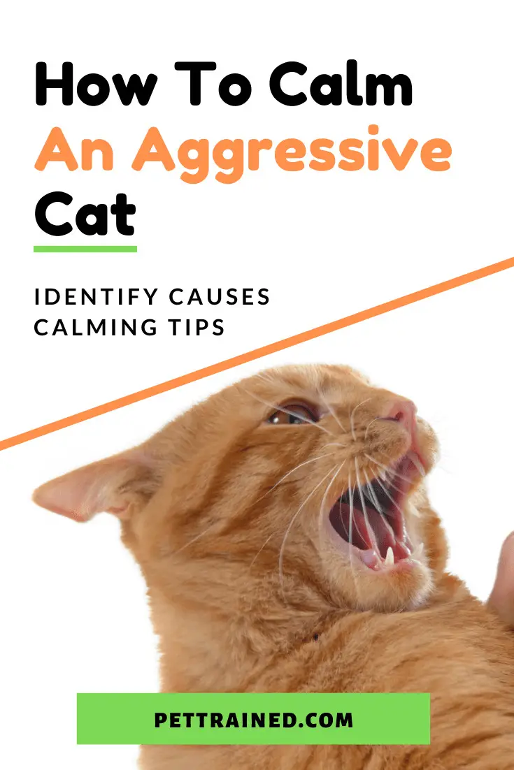 How To Calm An Aggressive Cat