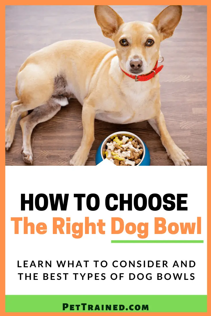 How To Choose The Right Dog Bowl For A Dog