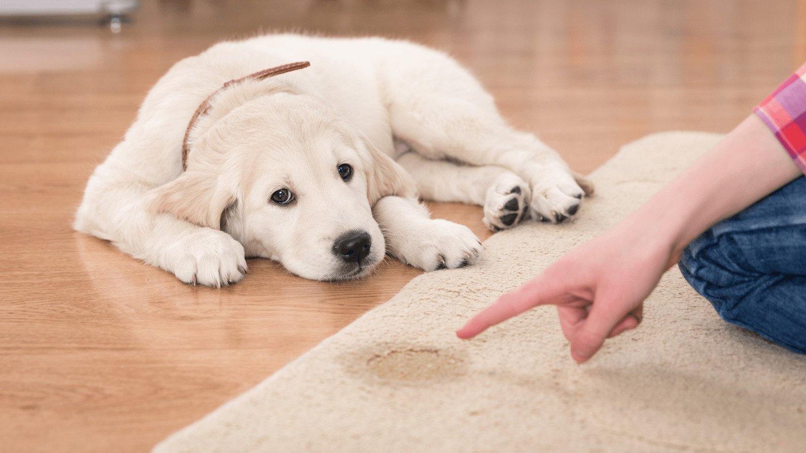 How To Potty Train A Puppy In An Apartment Fast