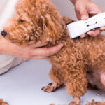 How to Groom A Dog At Home With Clippers