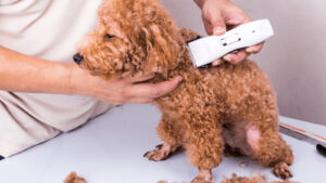 How to Groom A Dog At Home With Clippers