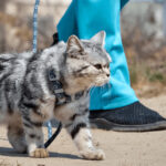 How To Train A Cat To Walk On A Leash