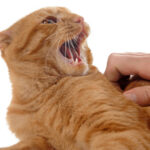How To Calm An Aggressive Cat: Stop Cat Aggression Quickly