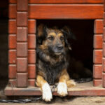 5 Tips On How To Choose A Dog Kennel For An Aggressive Dog
