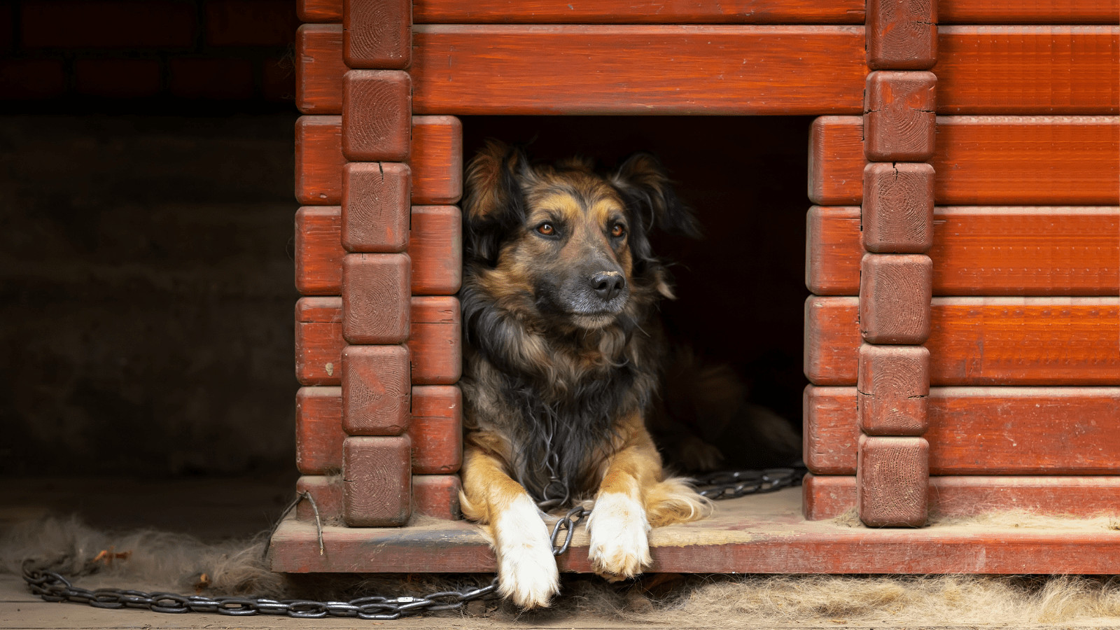 How to choose a dog kennel for an aggressive dog