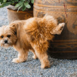 6 Tips On How To Get Rid Of Dog Urine Smell In The House