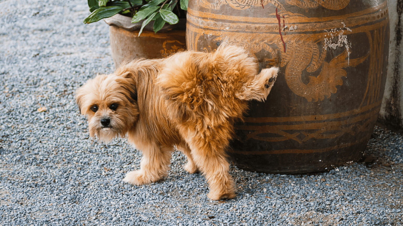 6-tips-on-how-to-get-rid-of-dog-urine-smell-in-the-house-pet-trained