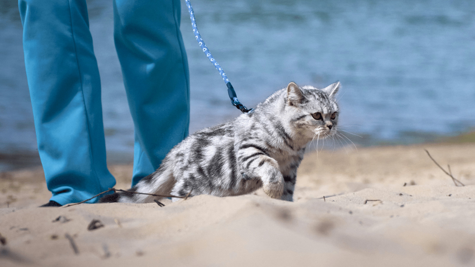 How to leash train your cat for walking