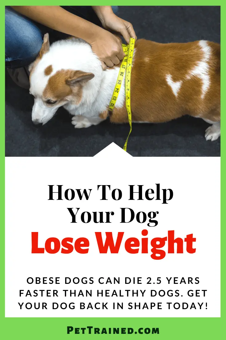 How to make My Dog Lose Weight