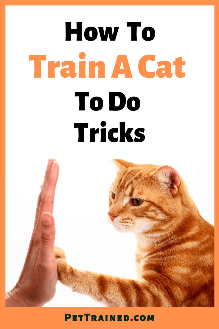How to train a cat to perform tricks