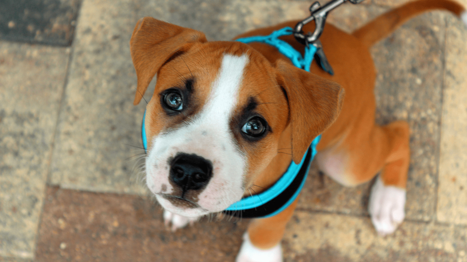 How to train a dog to wear a harness