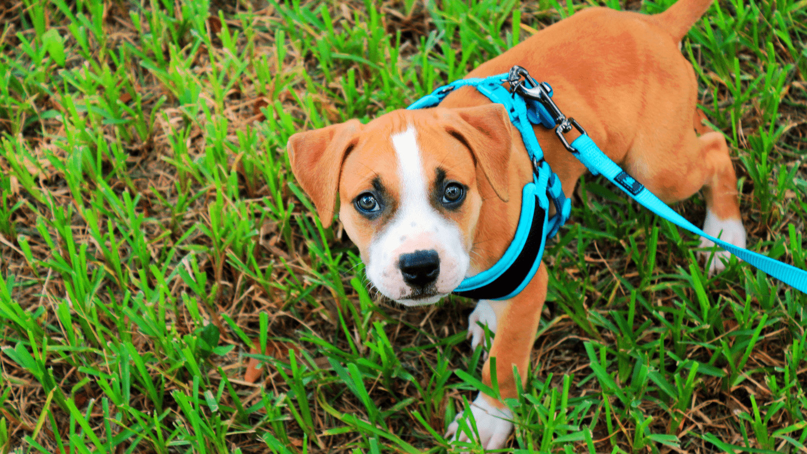 How to train your puppy to wear a harness